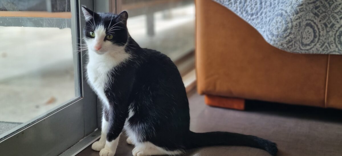 Black and white pet cat called Becka