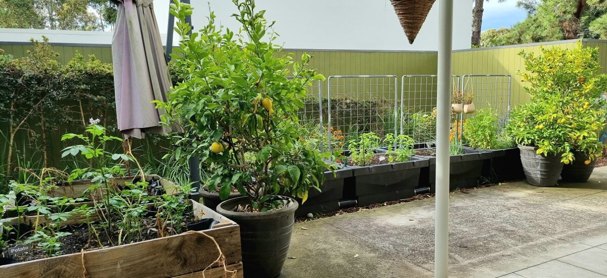 Thriving green vegetable garden with raised beds