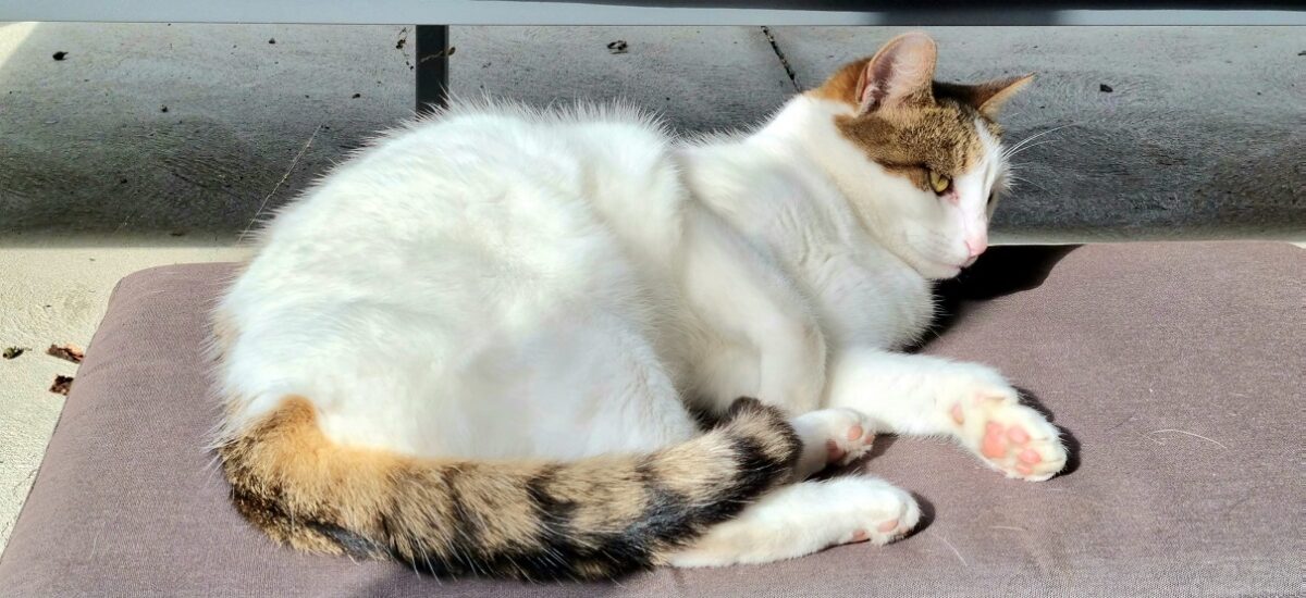 White pet cat with brown patches named Pavlova